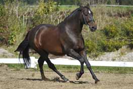 Selano
