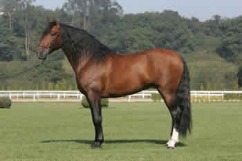 Armas Tarugo