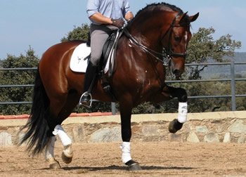 Armas Tarugo