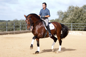 Armas Tarugo