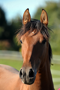 Aramis