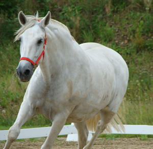 Pierra Canta